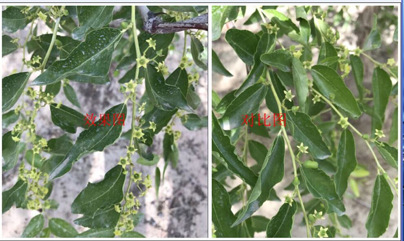 Fruit Setting Test of Nonda Gibberellin on Chinese Jujube(圖1)