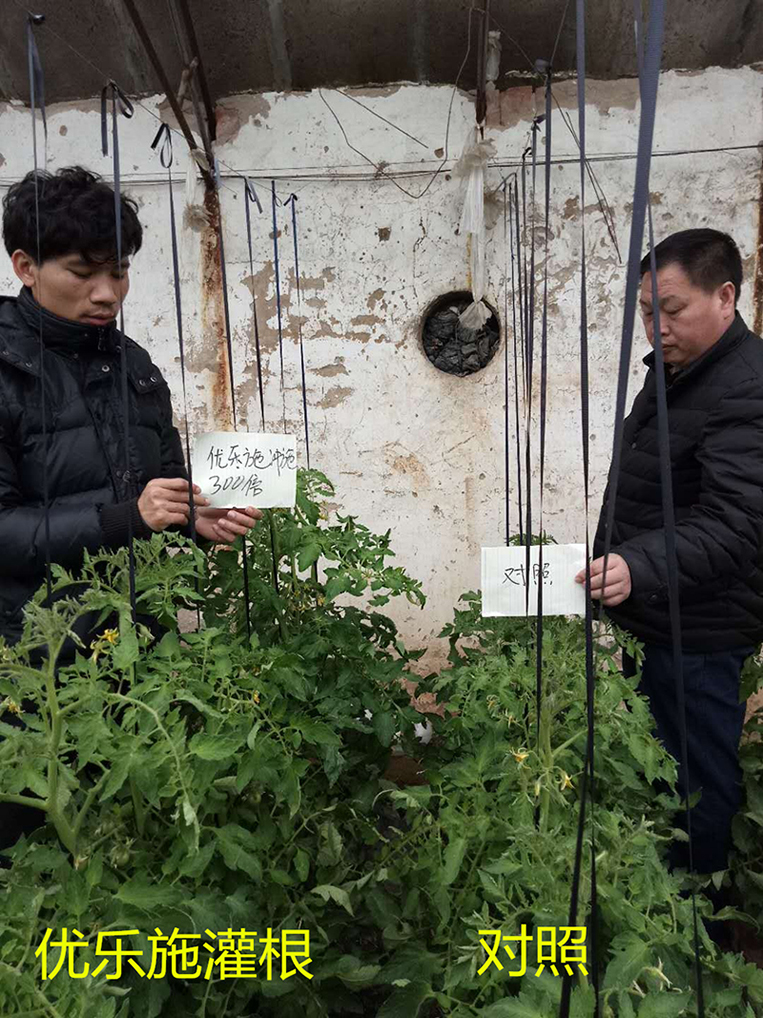 Fertilizer Efficiency Test of Yooxi Spraying Formula on Tomato in Winter Greenhouse (Flowering and Fruiting Period)(圖1)