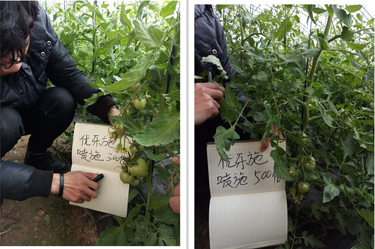 Fertilizer Efficiency Test of Yooxi Spraying Formula on Tomato in Winter Greenhouse (Flowering and Fruiting Period)(圖2)