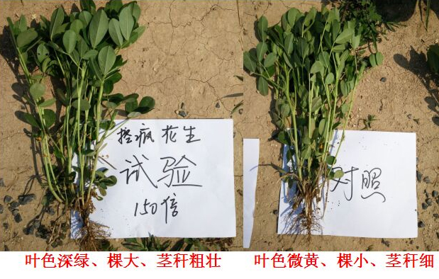 Test Report on Peanut Specialized Products for "Crazy Control"(圖4)