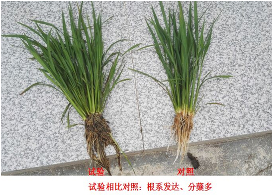 [Experiments and Demonstration] Special Rice Products for Crazy Control(圖1)