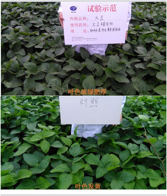[Experiments and demonstrations] Soybean is short and harvested more(圖1)