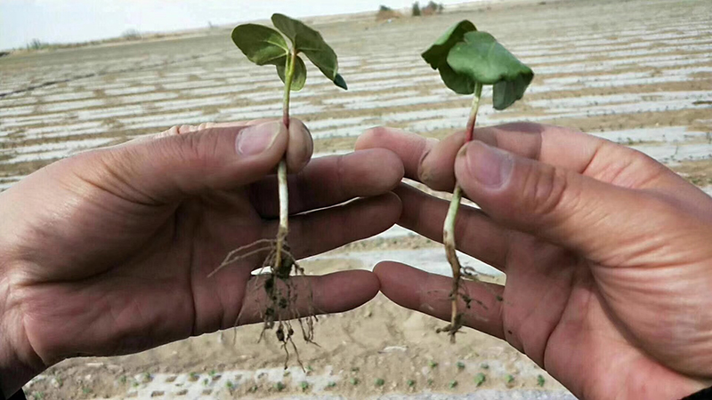 Talking about the Performance of Crazy Control in Cotton and the Key Points of Cotton Chemical Control Technology(圖2)