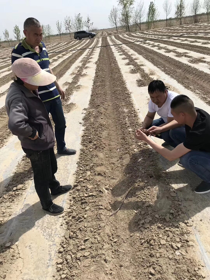 Talking about the Performance of Crazy Control in Cotton and the Key Points of Cotton Chemical Control Technology(圖3)