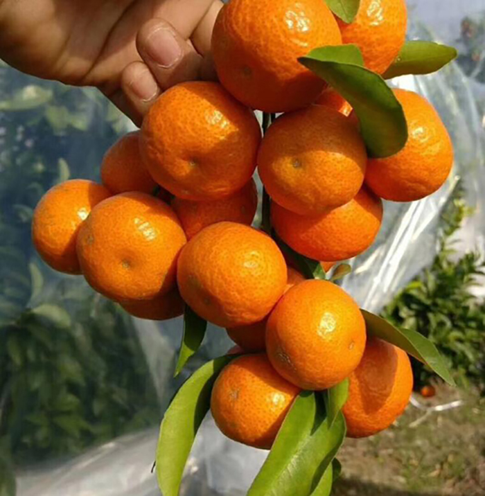 Nongda 920, different gibberellin(圖2)