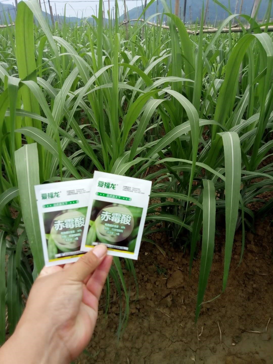 Wengyuan County Ditiantai Agricultural Products Co.,Ltd ＂Nongda 20% Gibberellic Acid Soluble Powder ＂Listing Conference(圖4)