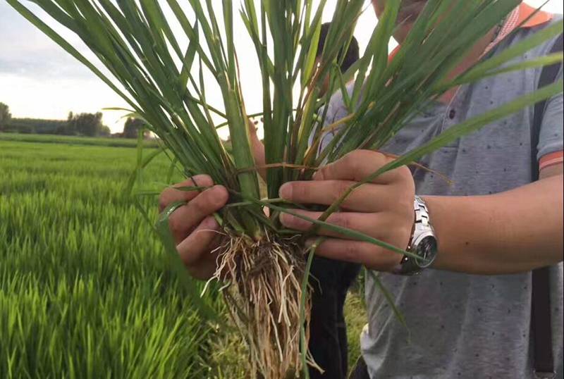 公安縣控瘋使用效果交流會(圖3) 公安縣控瘋使用效果交流會(圖3)