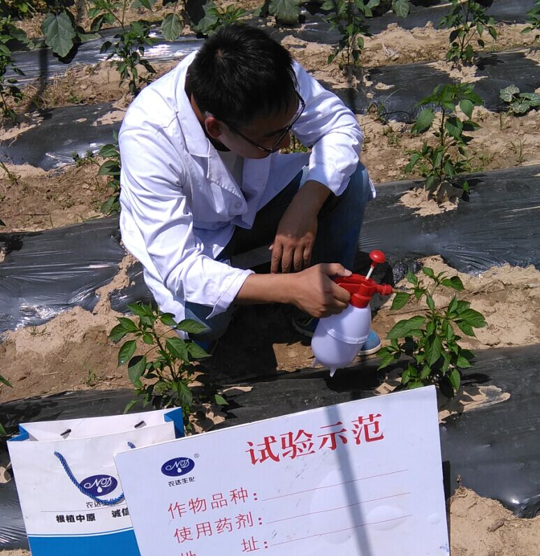 4%赤霉酸乳油在辣椒上的藥效試驗(圖1) 4%赤霉酸乳油在辣椒上的藥效試驗(圖1)