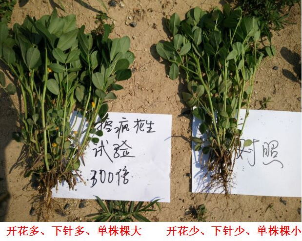 “控瘋”花生專(zhuān)用產(chǎn)品的試驗(yàn)報(bào)告(圖3)
