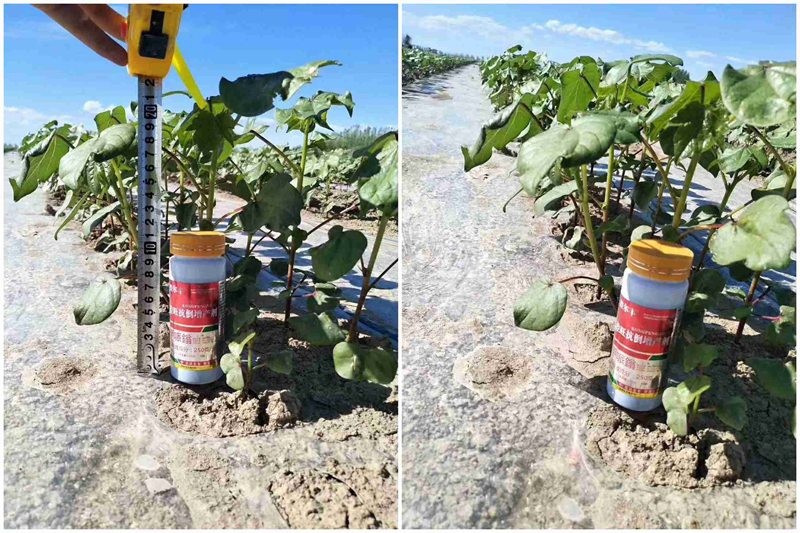 棉花用了控爾豐,控旺增產(chǎn)真輕松(圖1) 棉花用了控爾豐,控旺增產(chǎn)真輕松(圖1)