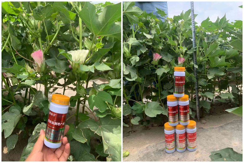 棉花用了控爾豐,控旺增產(chǎn)真輕松(圖2) 棉花用了控爾豐,控旺增產(chǎn)真輕松(圖2)