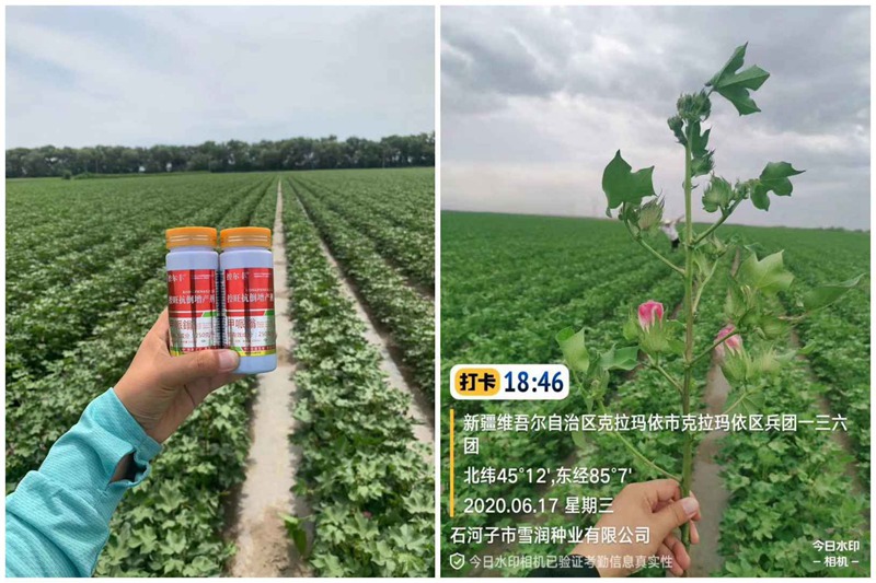 棉花用了控爾豐,控旺增產(chǎn)真輕松(圖3) 棉花用了控爾豐,控旺增產(chǎn)真輕松(圖3)