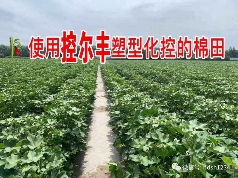 棉花用了控爾豐,控旺增產(chǎn)真輕松(圖5) 棉花用了控爾豐,控旺增產(chǎn)真輕松(圖5)
