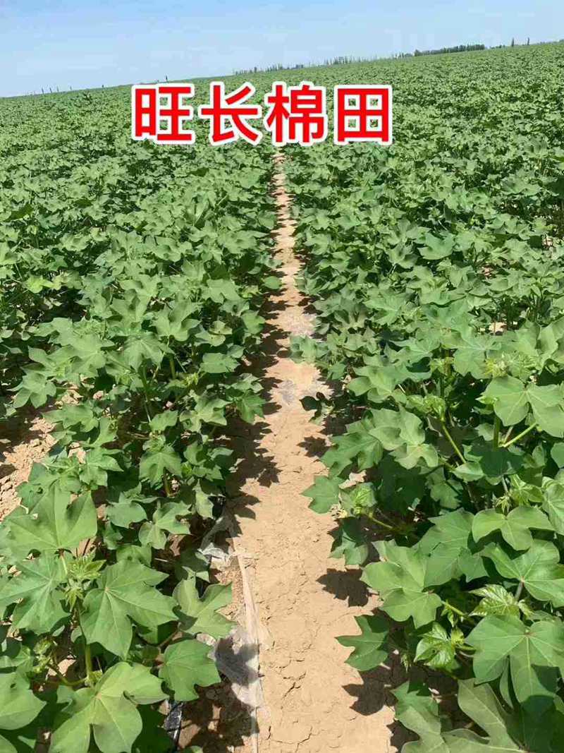 棉花用了控爾豐,控旺增產(chǎn)真輕松(圖6) 棉花用了控爾豐,控旺增產(chǎn)真輕松(圖6)