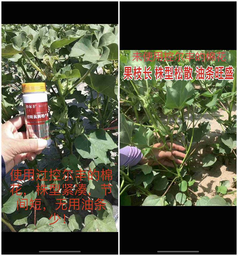 棉花用了控爾豐,控旺增產(chǎn)真輕松(圖7) 棉花用了控爾豐,控旺增產(chǎn)真輕松(圖7)