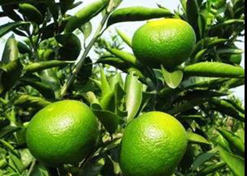 十月管理做的好,柑橘產量品質差不了!(圖1) 十月管理做的好,柑橘產量品質差不了!(圖1)