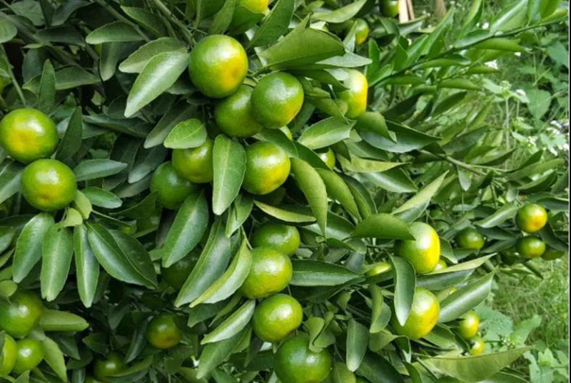 十月管理做的好,柑橘產量品質差不了!(圖2) 十月管理做的好,柑橘產量品質差不了!(圖2)