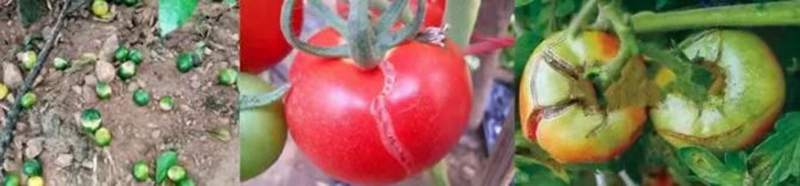 花芽分化是決定作物果實高產、穩產、優質的關鍵(圖1)