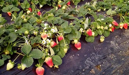 草莓著色不良?原因到底為何?又該如何避免?(圖1) 草莓著色不良?原因到底為何?又該如何避免?(圖1)