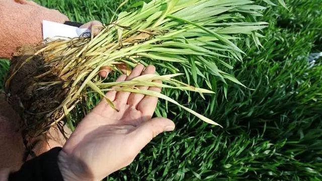 農(nóng)業(yè)農(nóng)村部發(fā)布 2022年小麥科學(xué)防范“倒春寒”技術(shù)意見(圖1) 農(nóng)業(yè)農(nóng)村部發(fā)布 2022年小麥科學(xué)防范“倒春寒”技術(shù)意見(圖1)