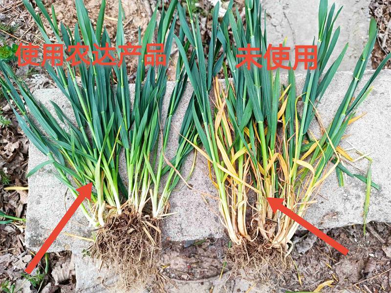 深入田間,探究效果---卑詩?壯在小麥上的效果回訪(圖2) 深入田間,探究效果---卑詩?壯在小麥上的效果回訪(圖2)