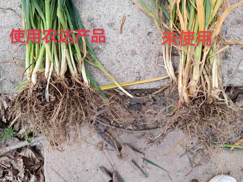 深入田間,探究效果---卑詩?壯在小麥上的效果回訪(圖3) 深入田間,探究效果---卑詩?壯在小麥上的效果回訪(圖3)