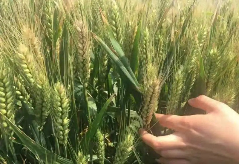 四月小麥赤霉病多發(fā)，注意：只能防不能治！(圖1)