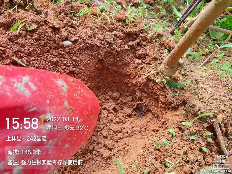 農達生根產品試驗(圖2) 農達生根產品試驗(圖2)