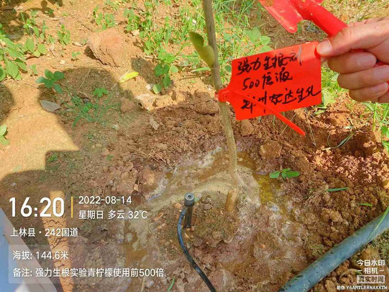 農達生根產品試驗(圖3) 農達生根產品試驗(圖3)