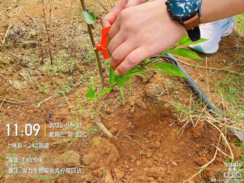 農達生根產品試驗(圖4) 農達生根產品試驗(圖4)