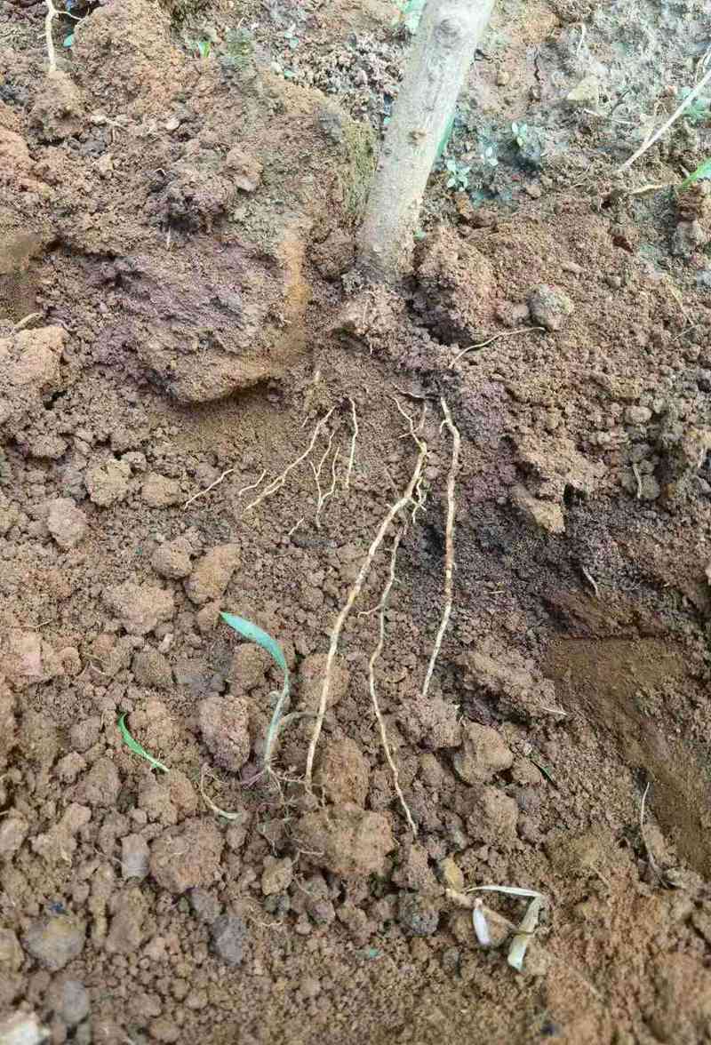 農達生根產品試驗(圖5) 農達生根產品試驗(圖5)