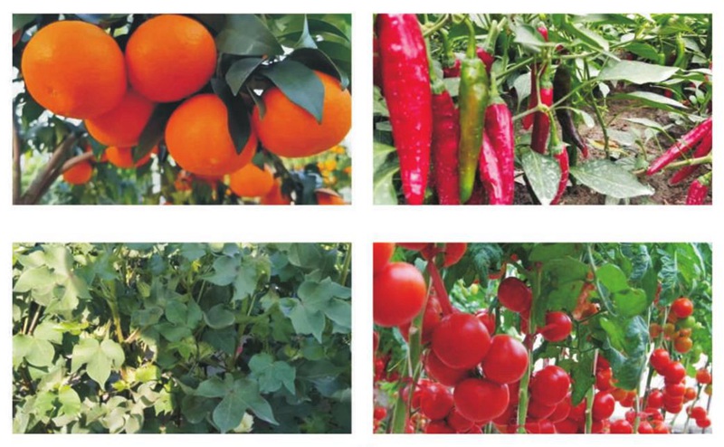 產(chǎn)品推薦系列——改性胺鮮酯(圖4) 產(chǎn)品推薦系列——改性胺鮮酯(圖4)