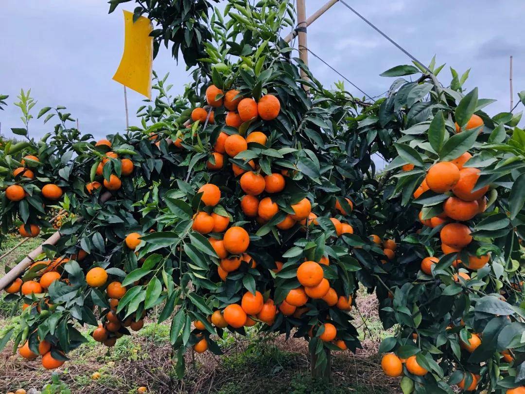 產品效果回訪——沙糖桔、沃柑(圖1) 產品效果回訪——沙糖桔、沃柑(圖1)