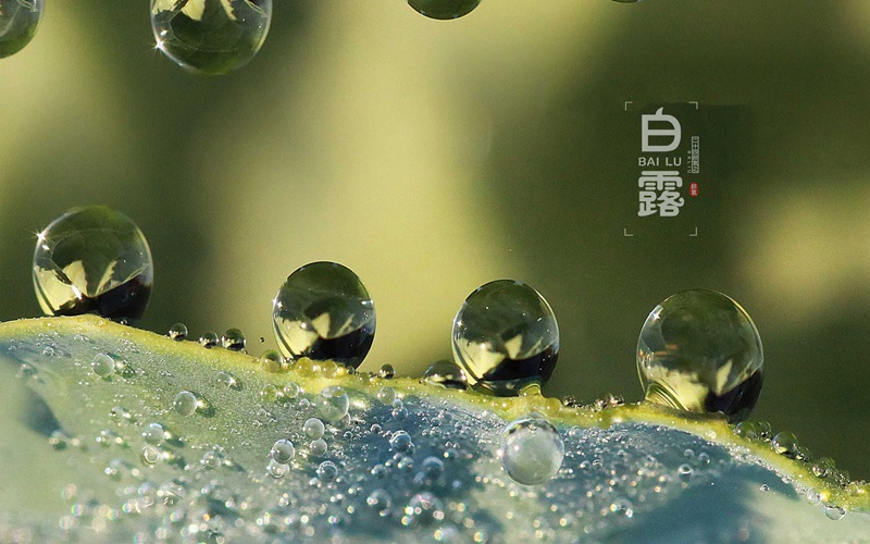 今日白露(圖2) 今日白露(圖2)