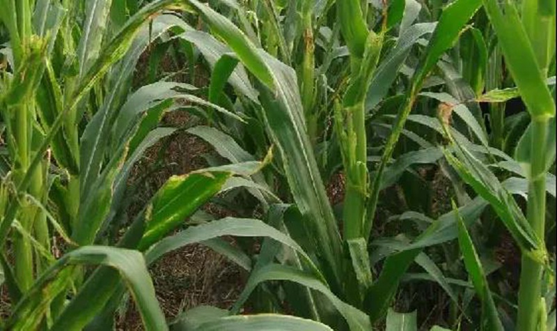 玉米頂腐病與藥害！怎么區別？(圖1)