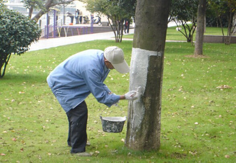 如何正確使用樹木涂白劑(圖2)