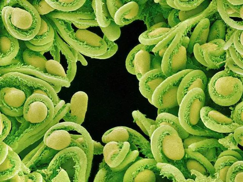 生物農(nóng)藥連續(xù)使用會不會產(chǎn)生抗藥性?(圖2) 生物農(nóng)藥連續(xù)使用會不會產(chǎn)生抗藥性?(圖2)