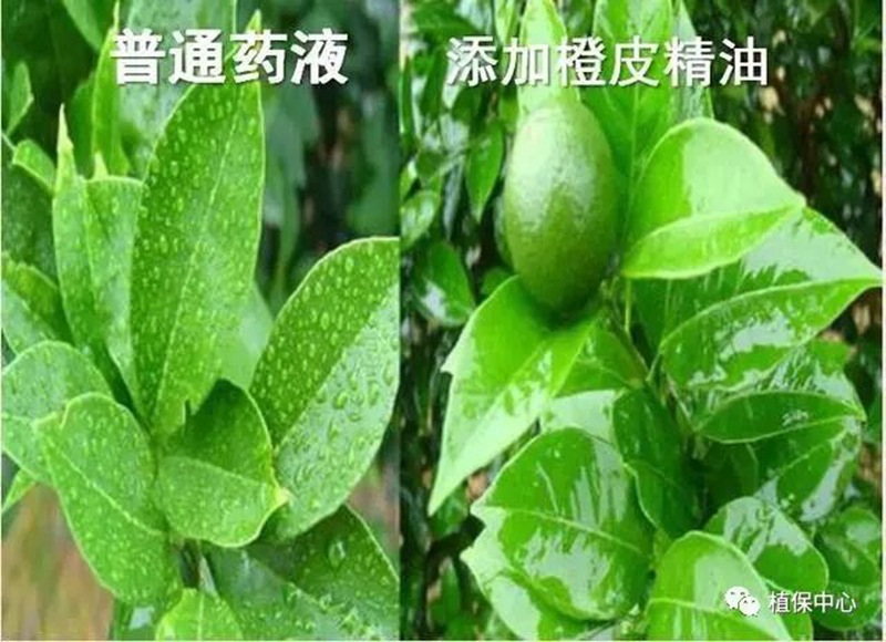 農(nóng)藥成分和含量一模一樣，為啥效果差別那么大？(圖3)