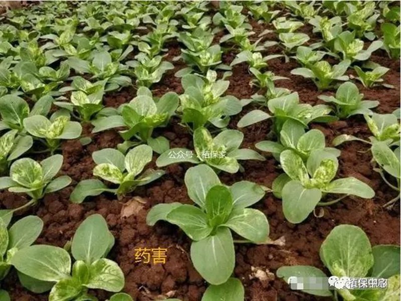 農(nóng)藥成分和含量一模一樣，為啥效果差別那么大？(圖4)