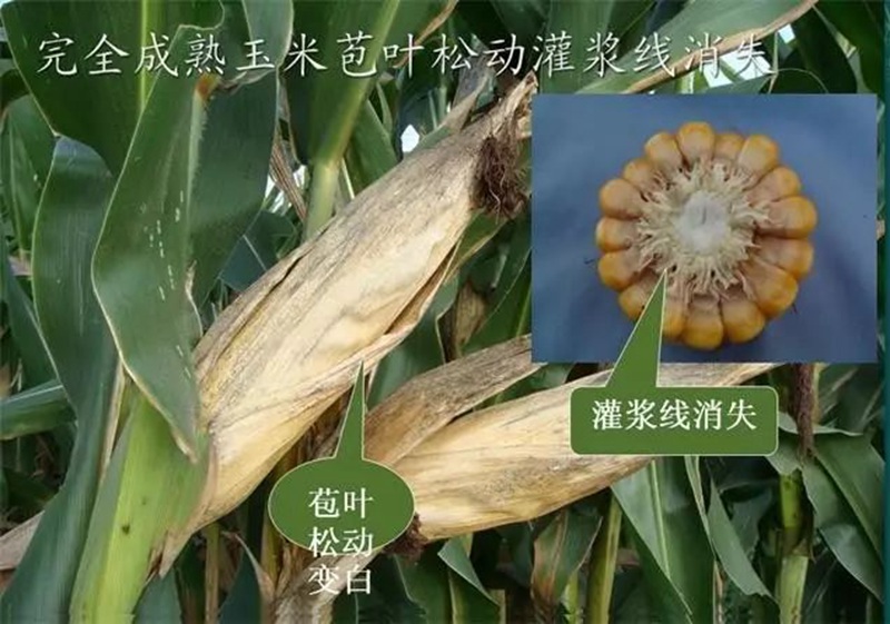 今年小麥要晚種,玉米要晚收!(圖1) 今年小麥要晚種,玉米要晚收!(圖1)