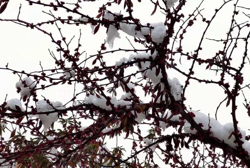 今年是“冷冬”還是“暖冬”？(圖2)