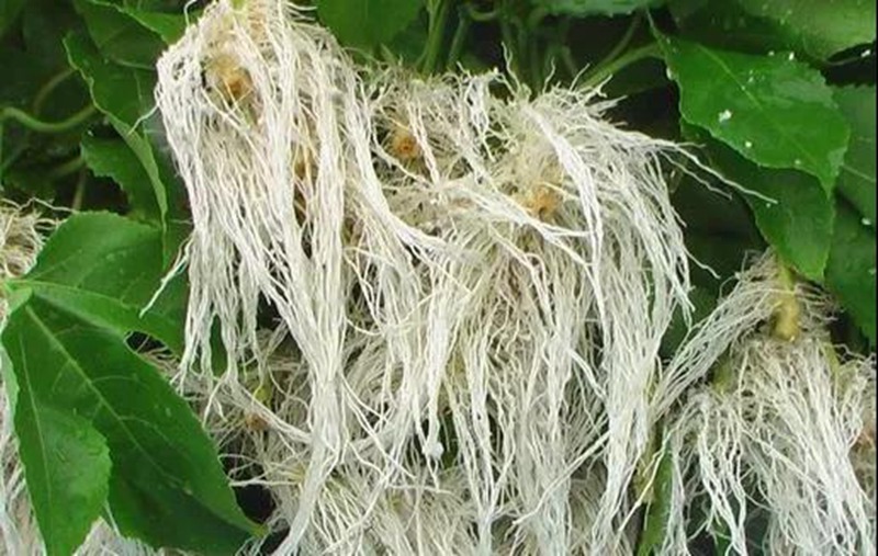 根是植物的命，抓住這幾點，根系粗壯、四通發達(圖2)